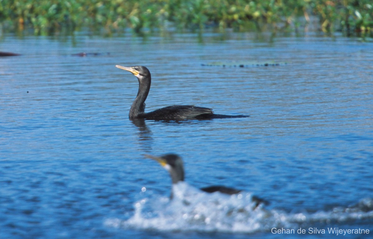 Phalacrocorax carbo Linnaeus, 1758